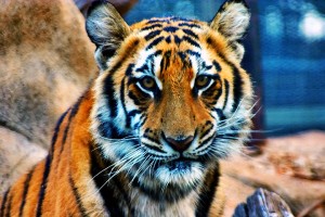 ジャカルタの虎　画像